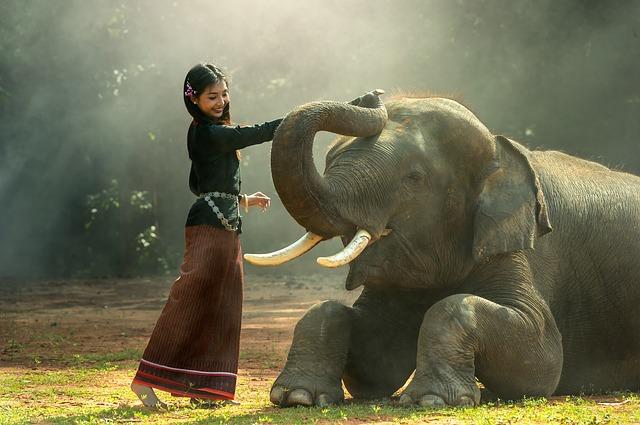 elefante tailandese