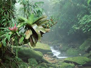 Madagascar-forest
