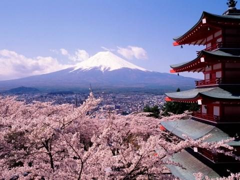 ciliegi in fiore Giappone